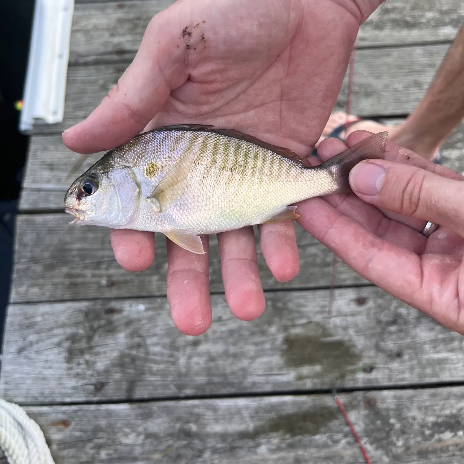 Spot croaker caught on Fishbrain
