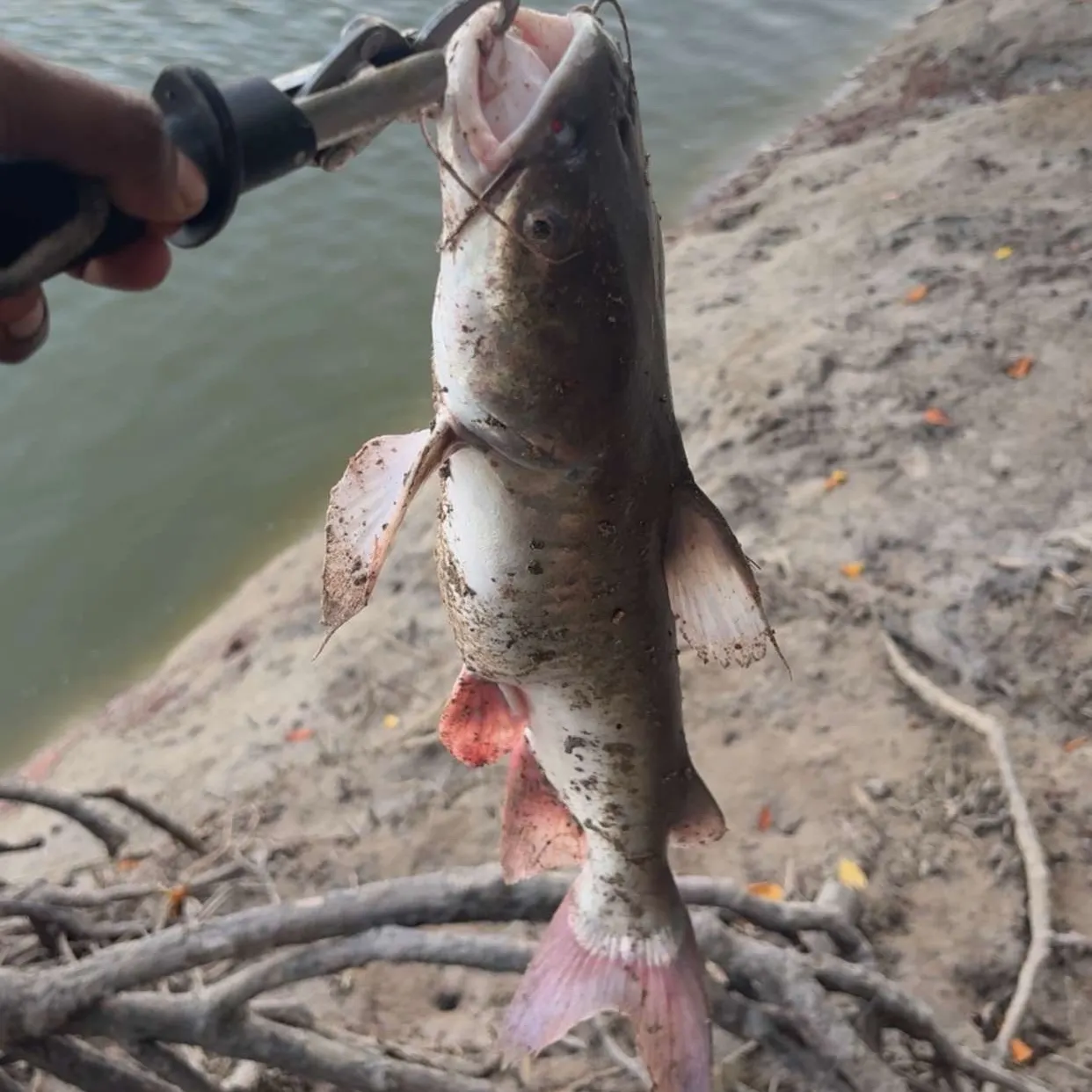 Giant sea catfish caught on Fishbrain