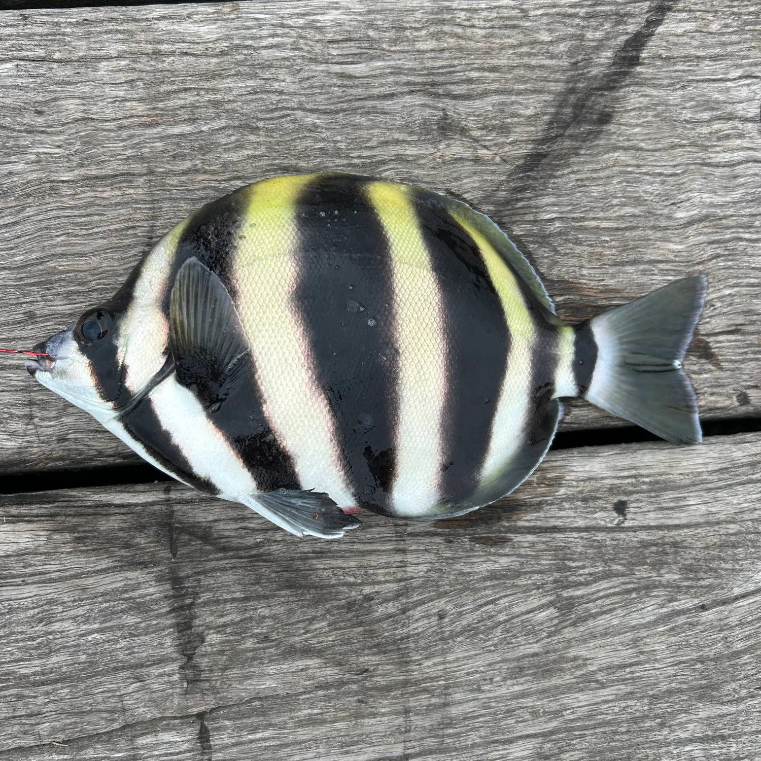 The most recent Moonlighter catches on Fishbrain