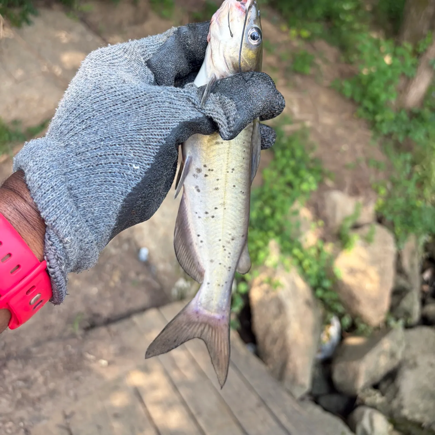 catch