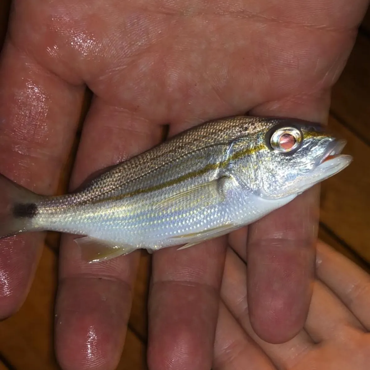 The most recent Caesar grunt catches on Fishbrain