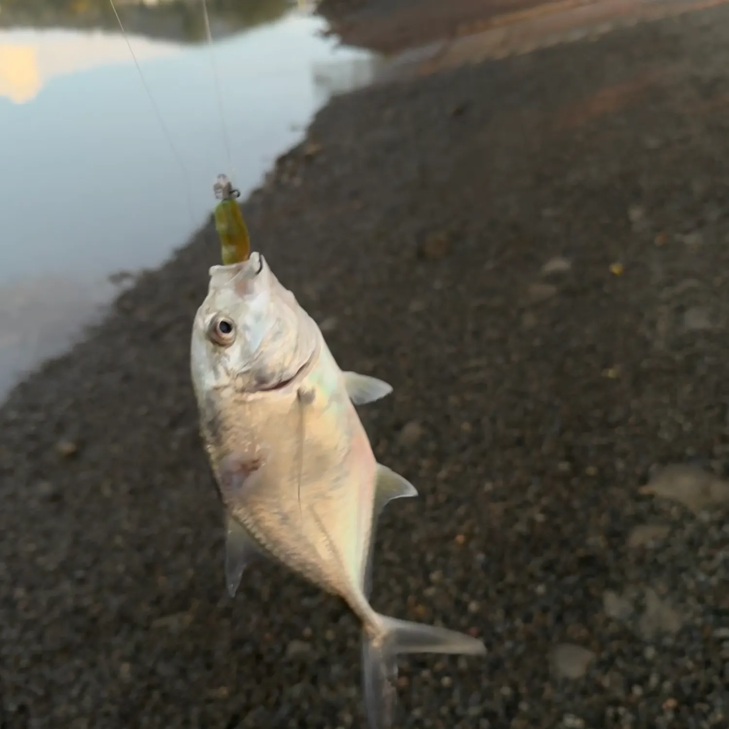 The most recent Longnose trevally catches on Fishbrain