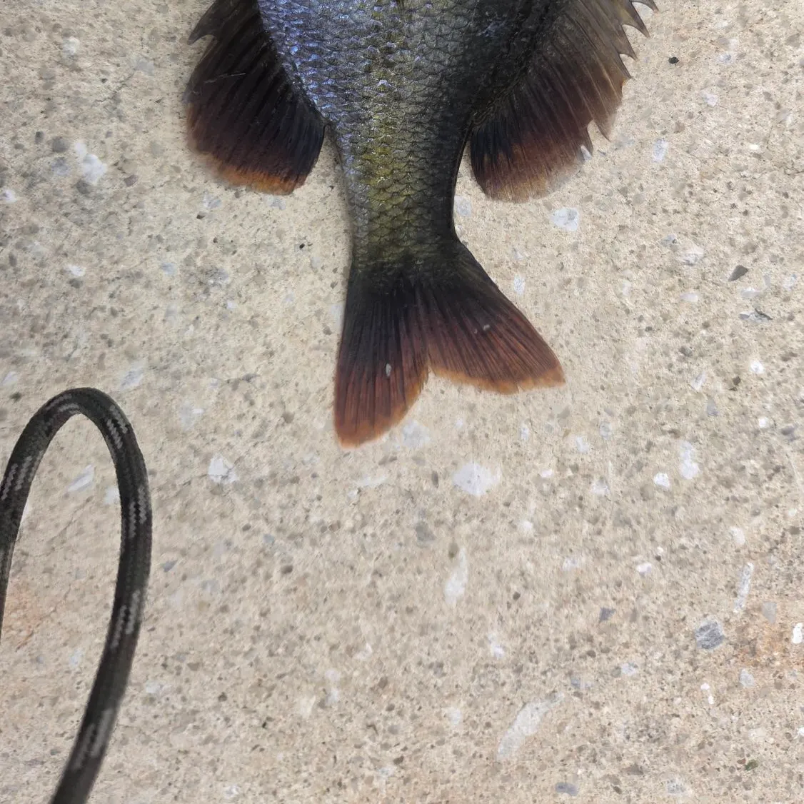 The most recent Coppernose bluegill catches on Fishbrain