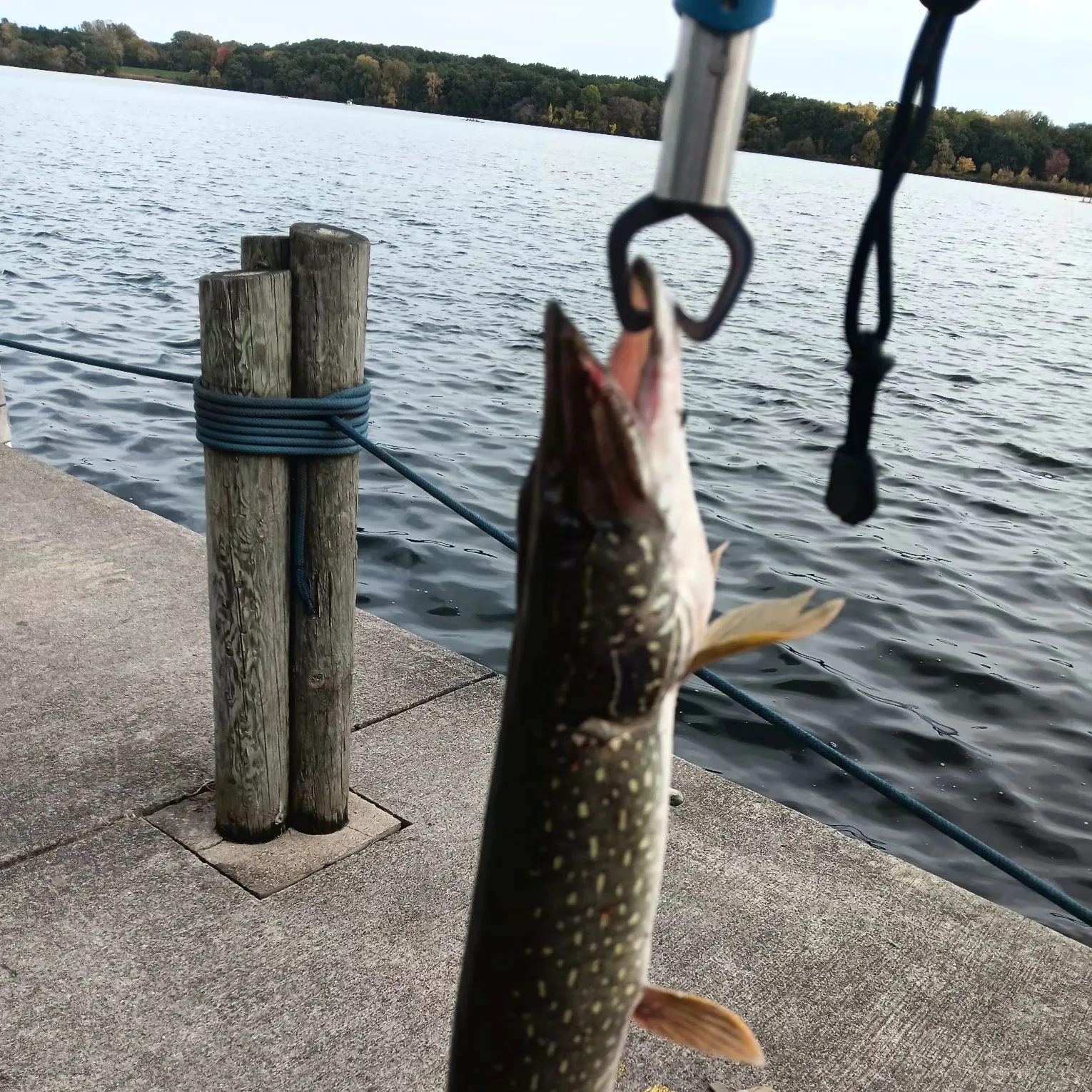Northern pike caught on Fishbrain
