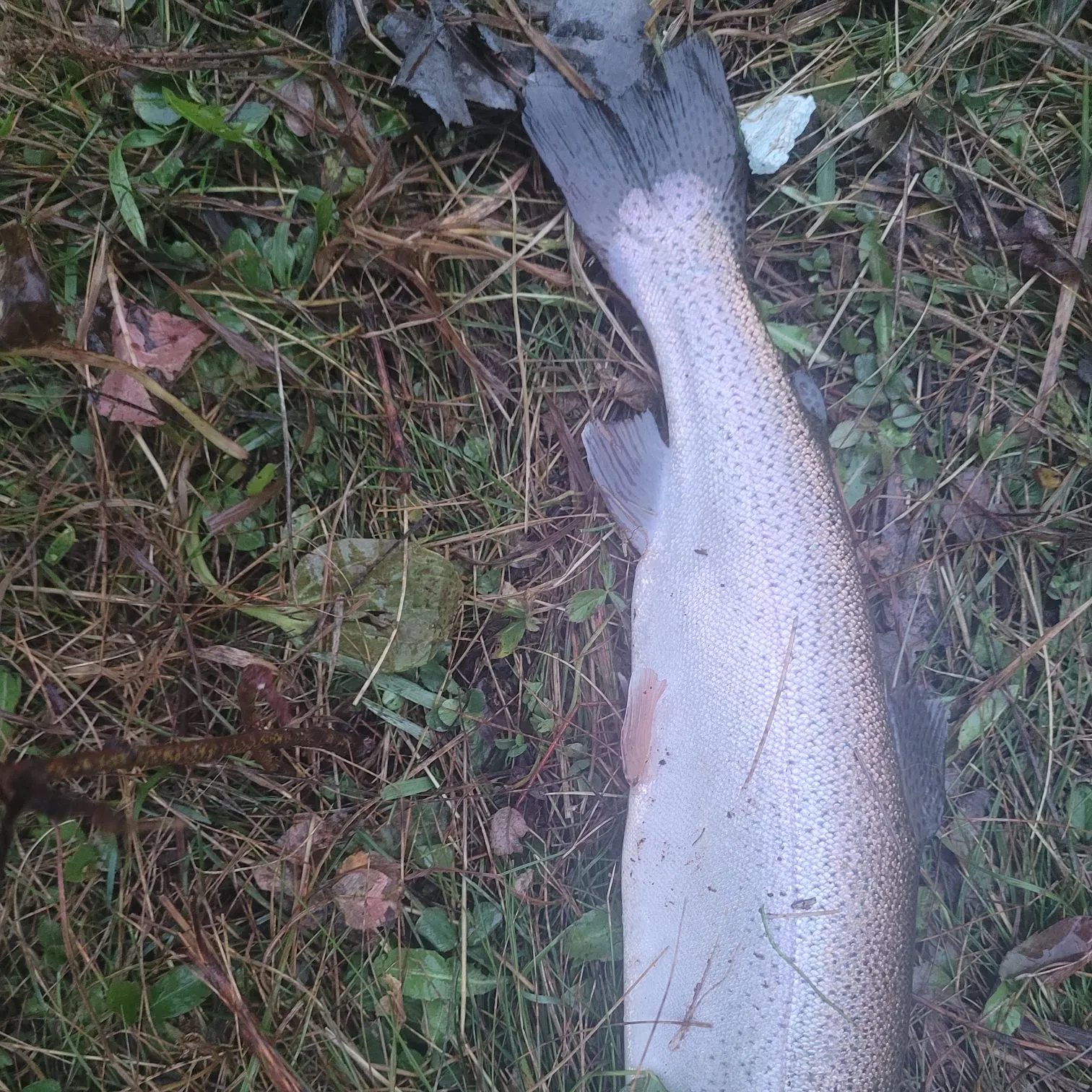Rainbow trout caught on Fishbrain