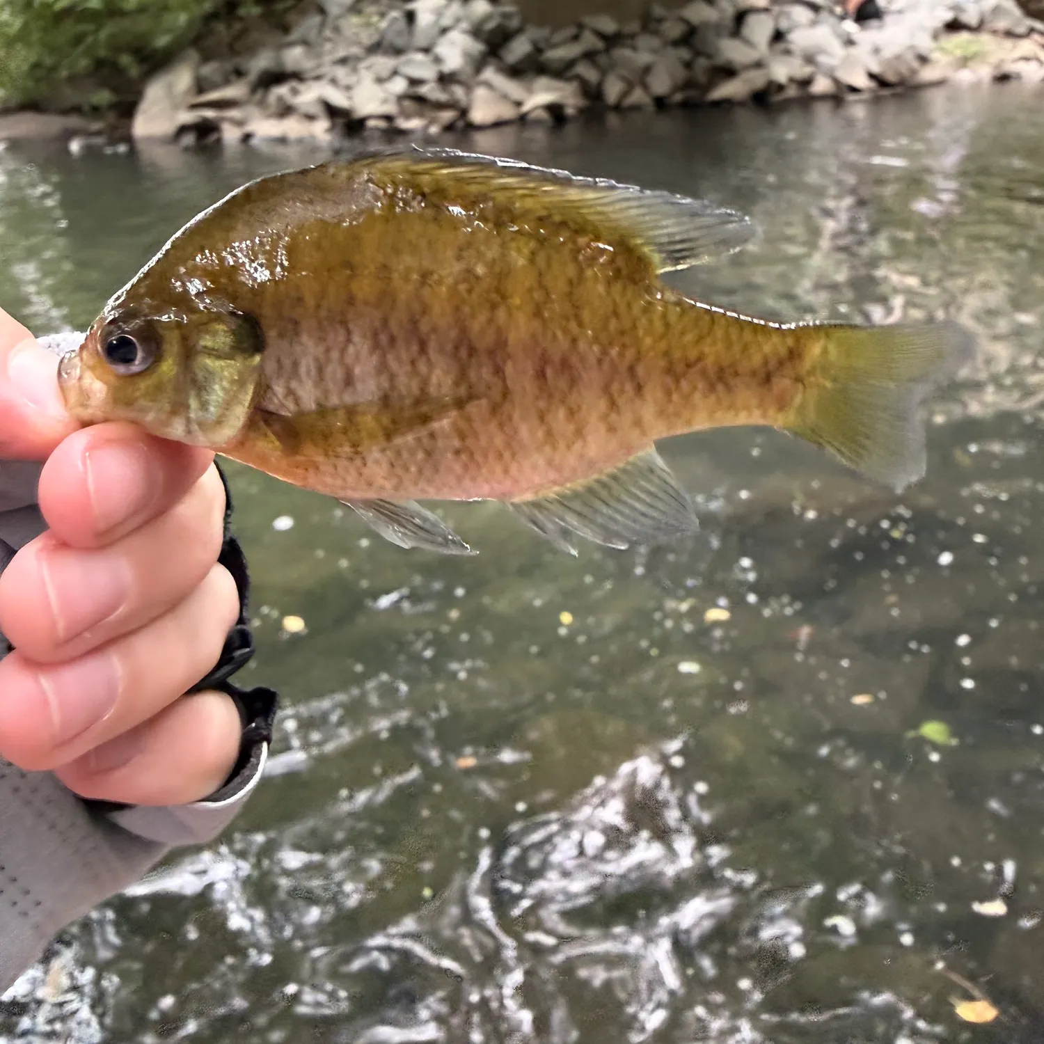 Redbreast sunfish caught on Fishbrain