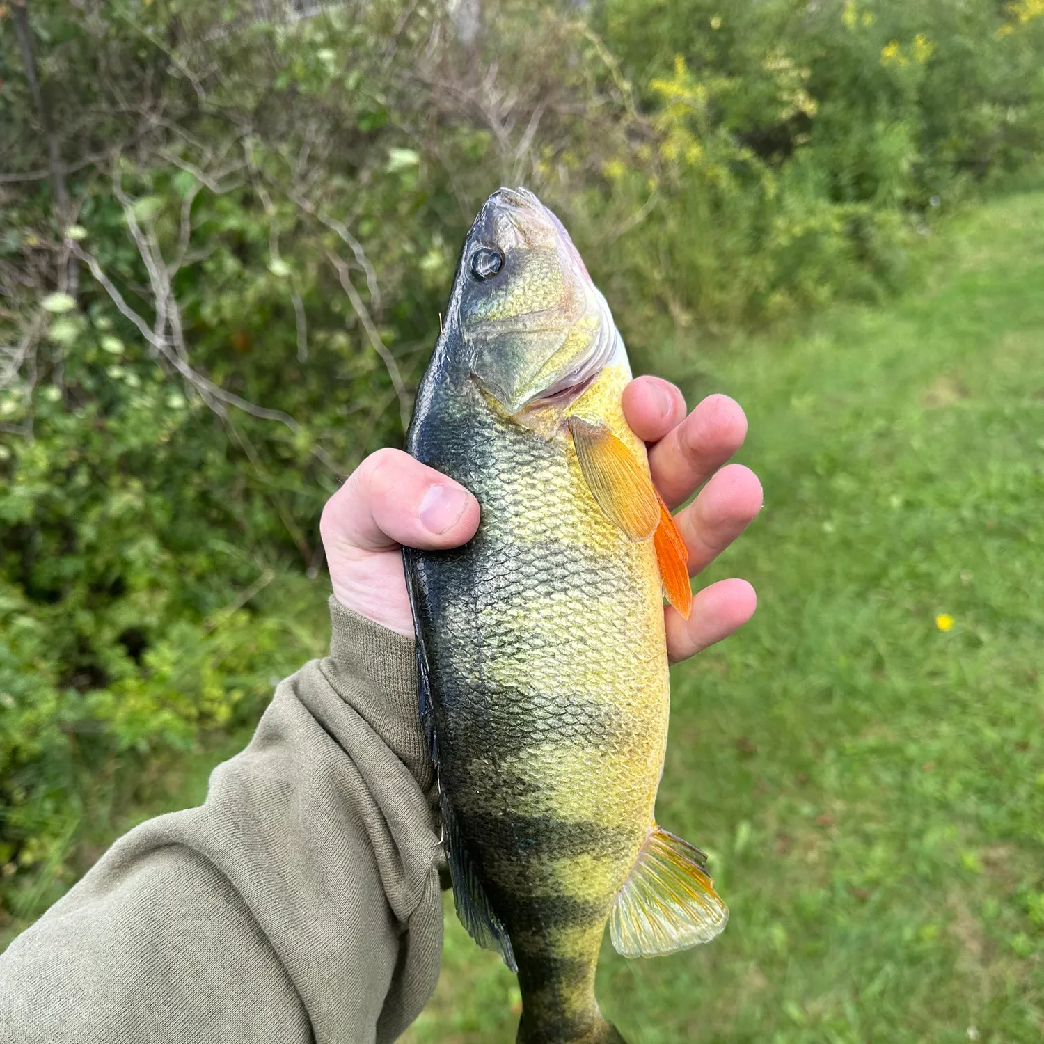 Yellow perch caught on Fishbrain