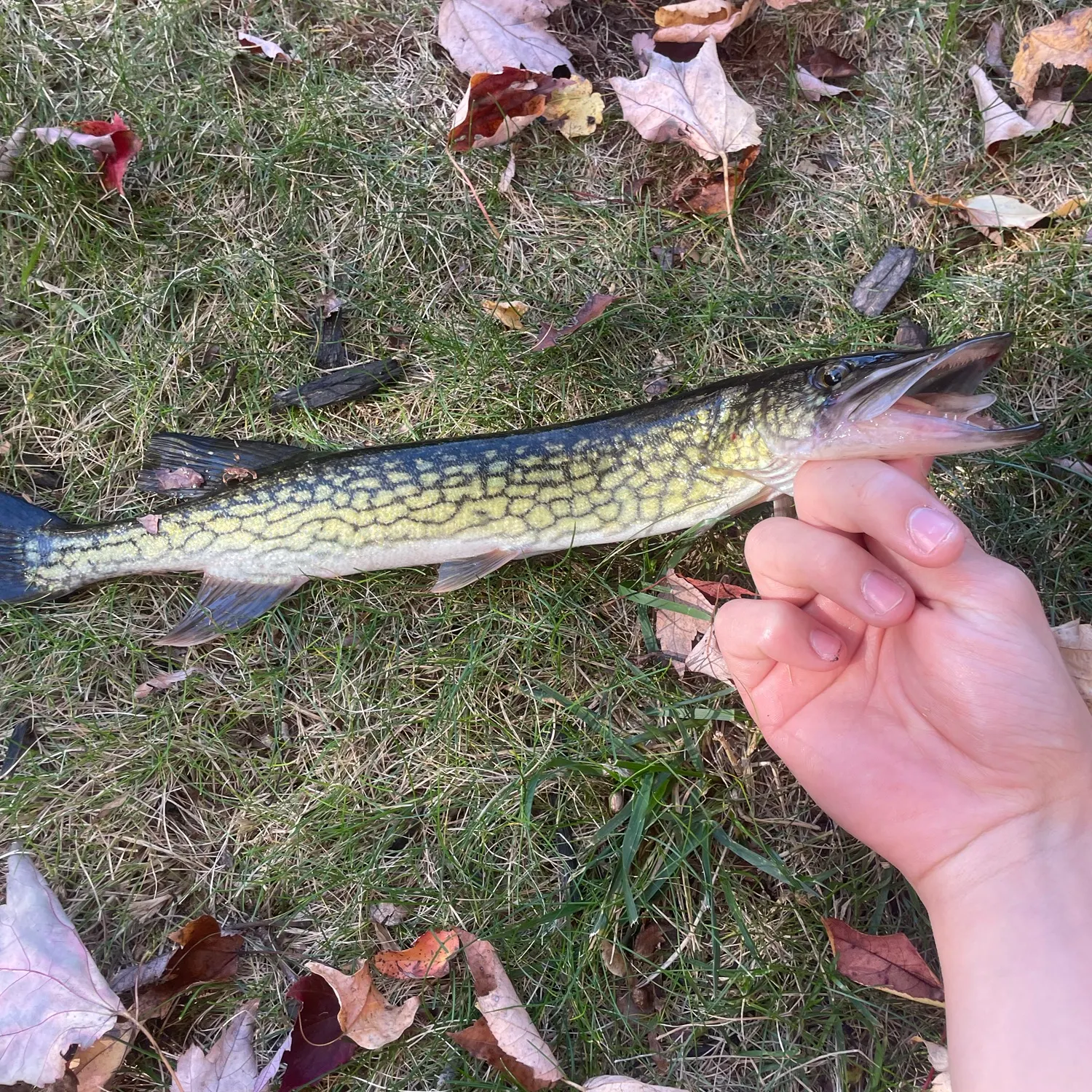 Chain pickerel caught on Fishbrain