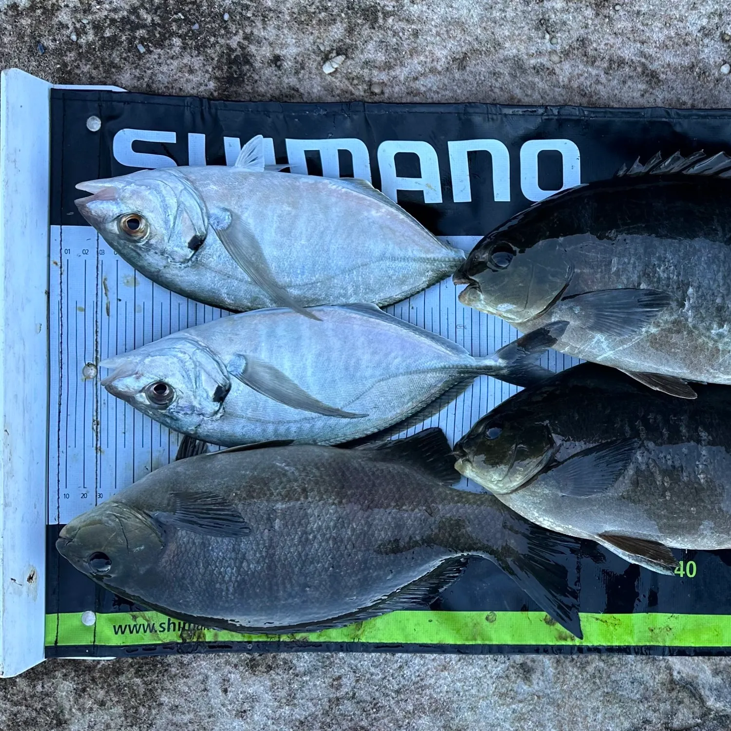 recently logged catches