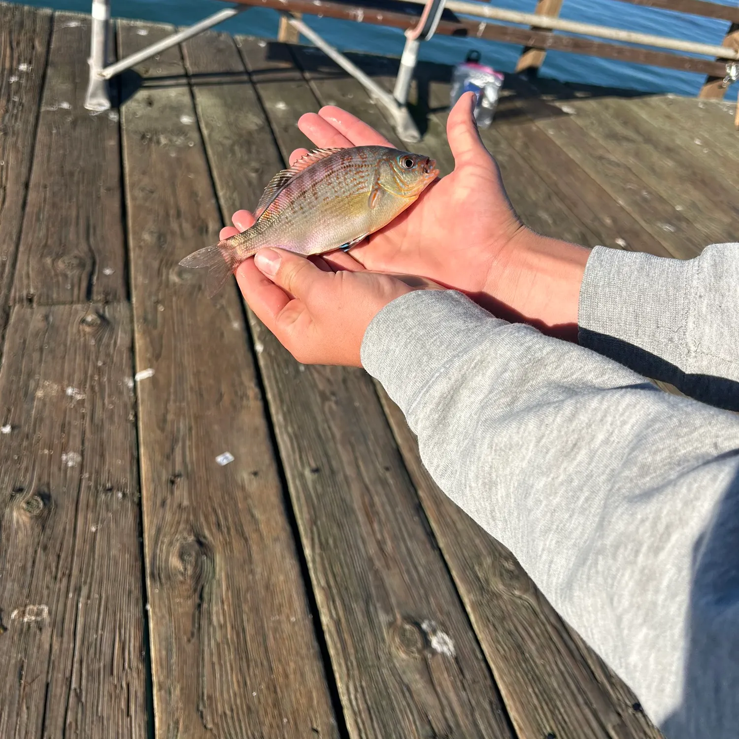 The most recent Rainbow surfperch catches on Fishbrain