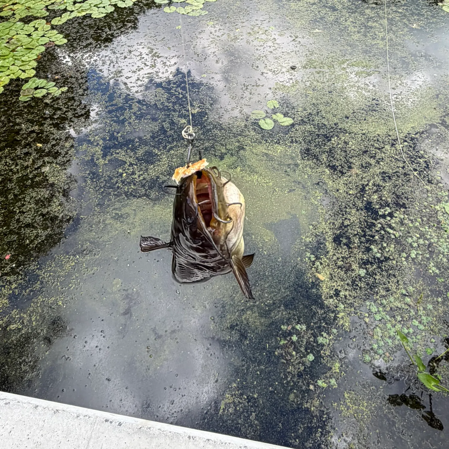 Yellow bullhead caught on Fishbrain