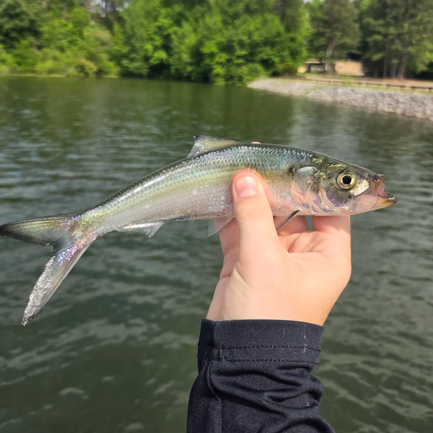 The most recent Skipjack herring catches on Fishbrain