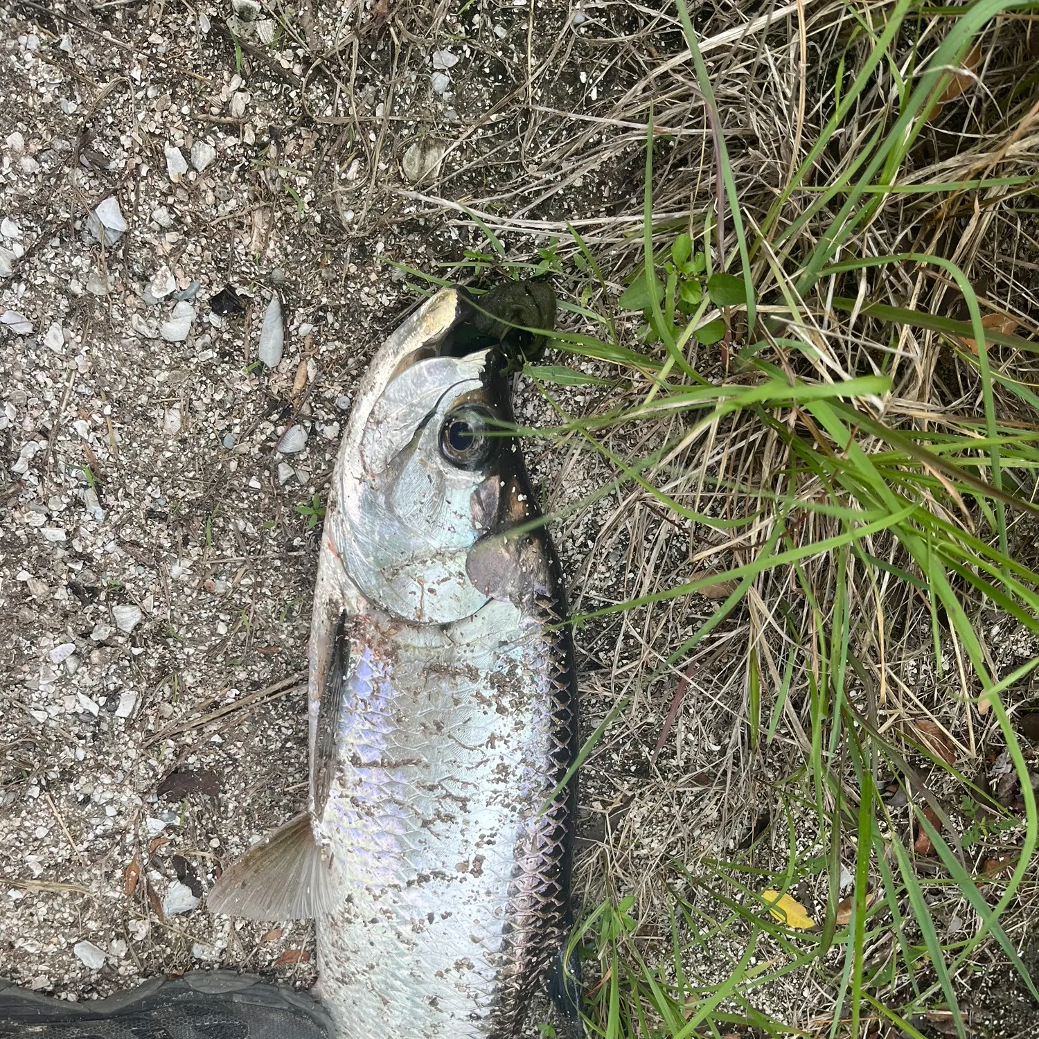 The most recent Tarpon catches on Fishbrain