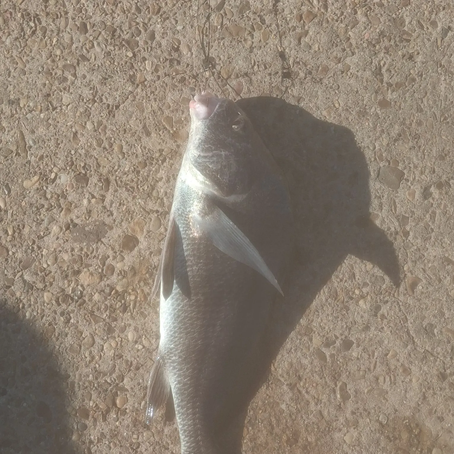 Black drum caught on Fishbrain