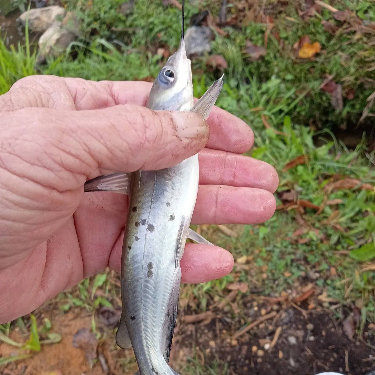 Channel catfish caught on Fishbrain