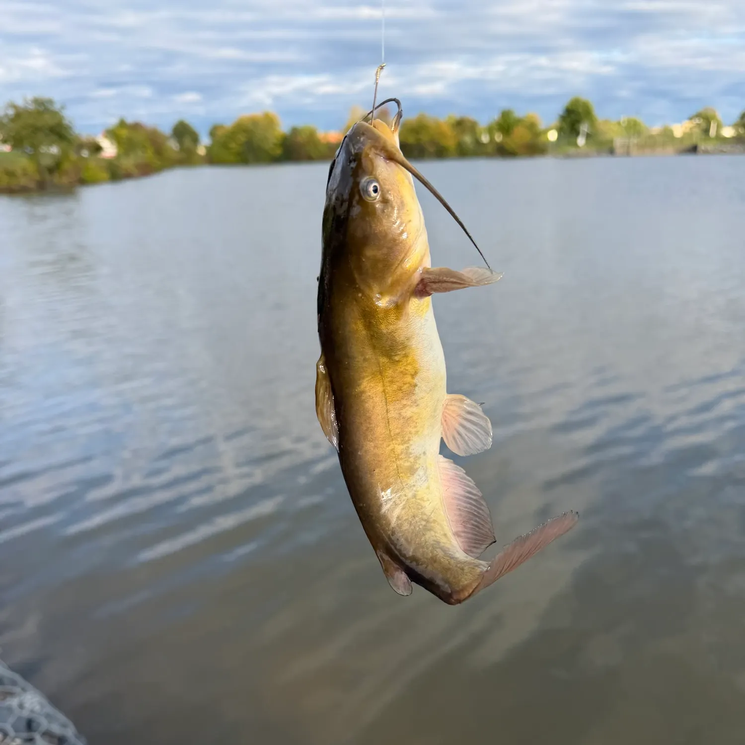 Brown bullhead caught on Fishbrain