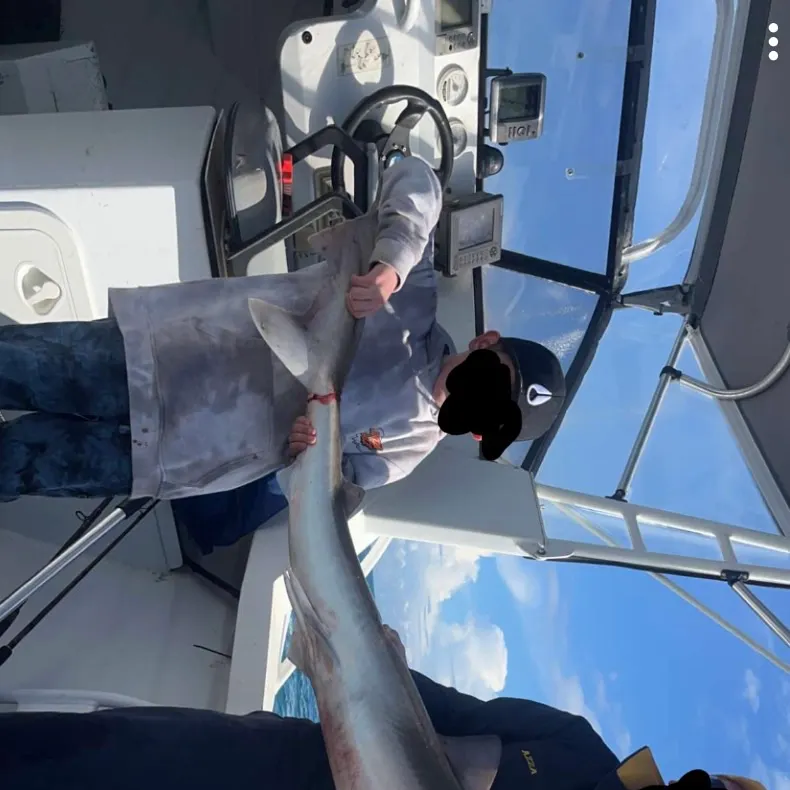 The most recent Tope shark catches on Fishbrain