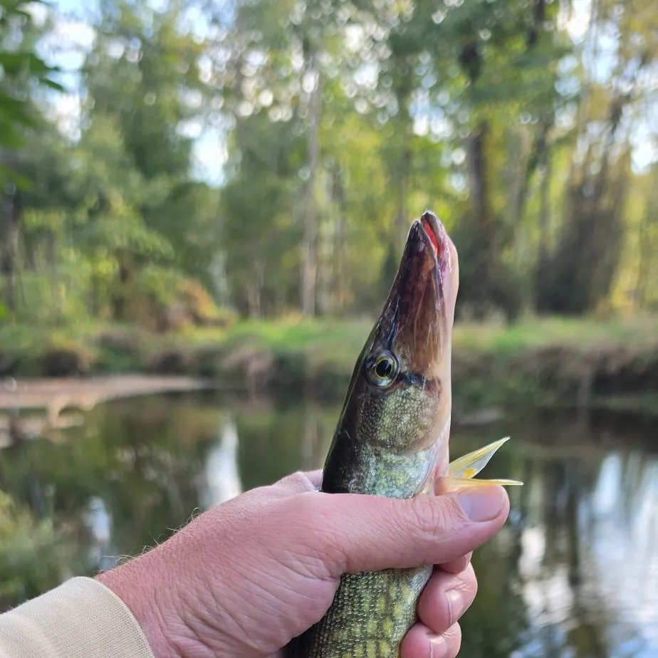 Chain pickerel caught on Fishbrain