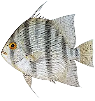 Pacific spadefish