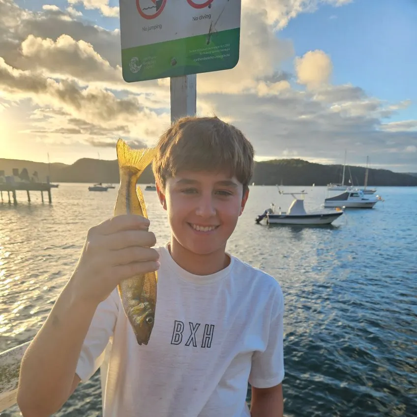 The most recent Sand sillago catches on Fishbrain