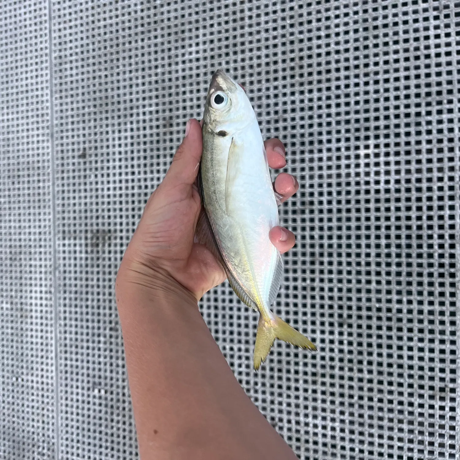 The most recent Yellowtail scad catches on Fishbrain