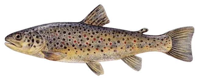 Lake trout