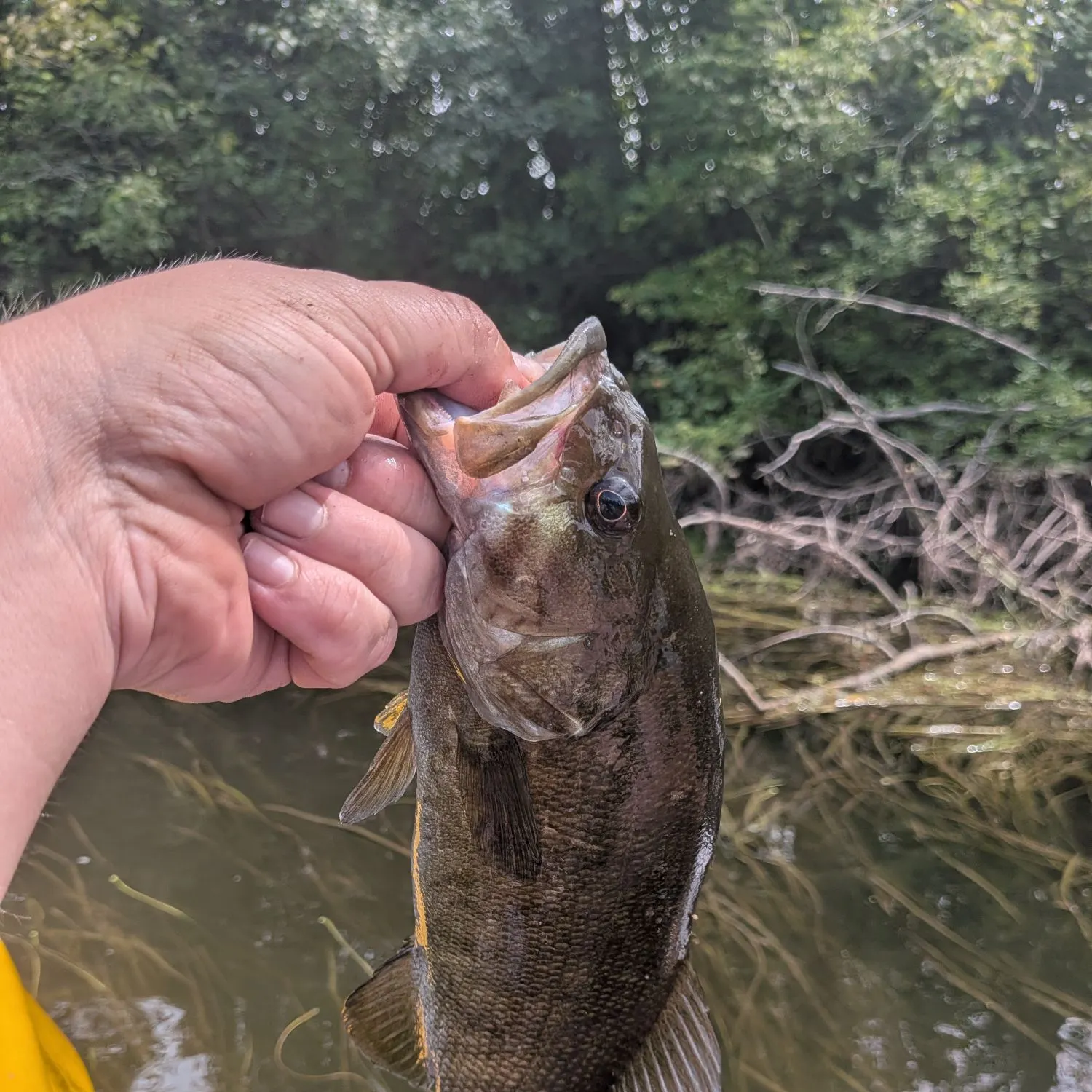 Smallmouth bass caught on Fishbrain
