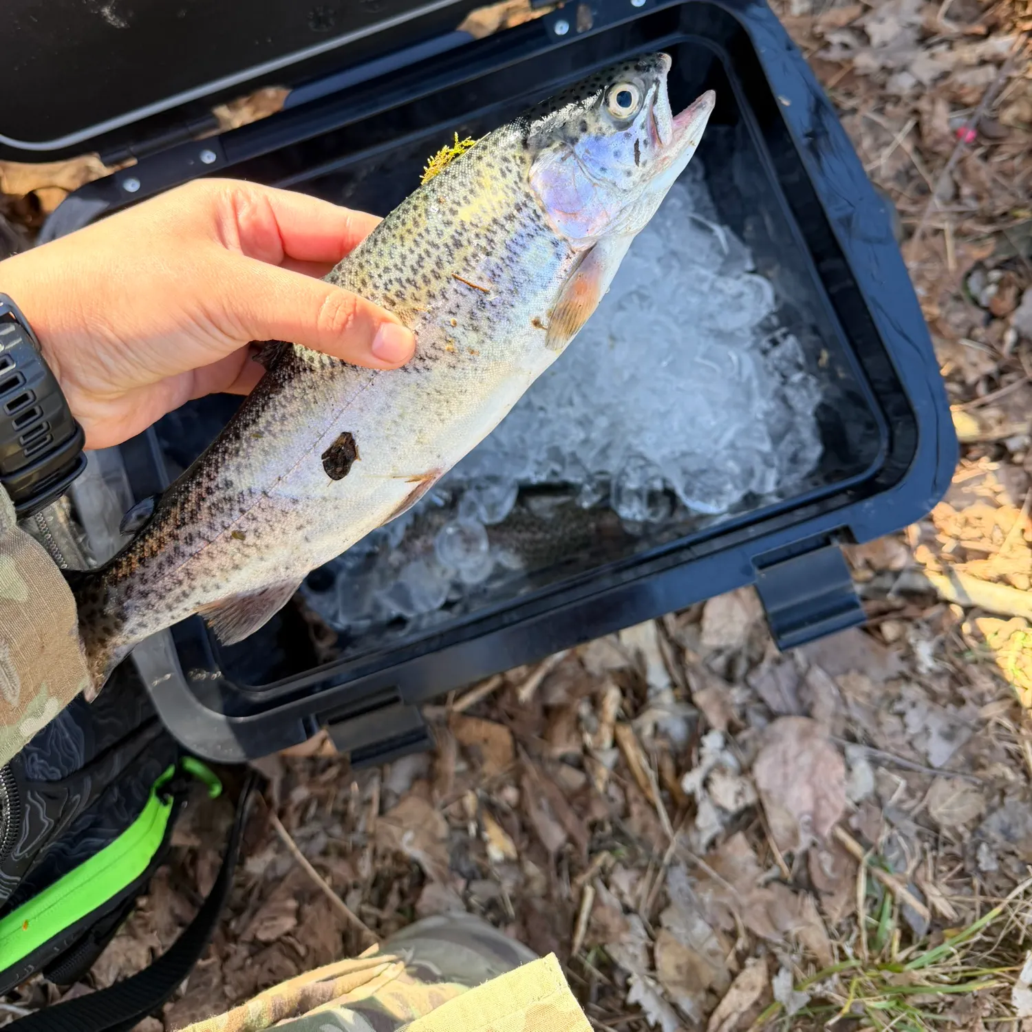 recently logged catches