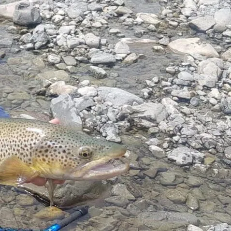 Brown trout caught on Fishbrain