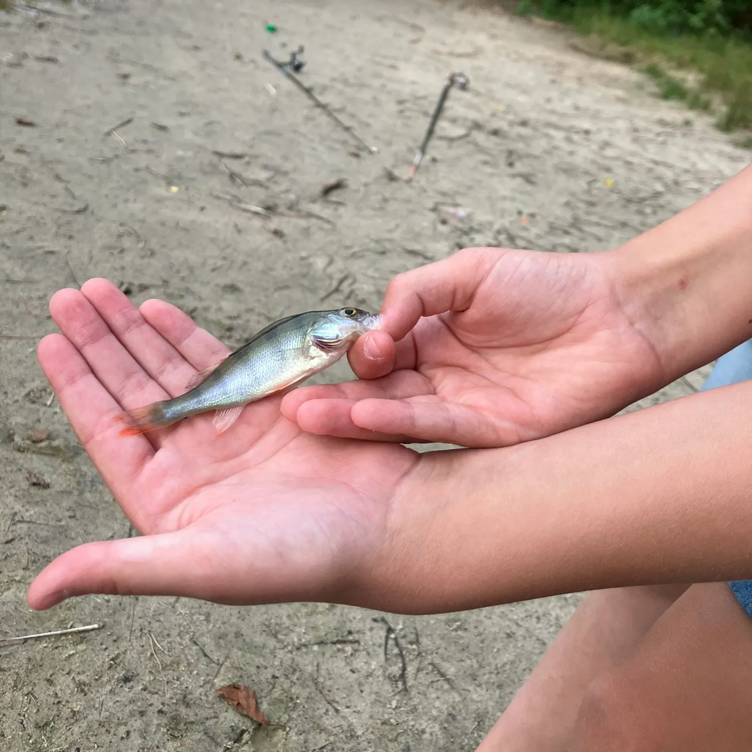 European perch caught on Fishbrain