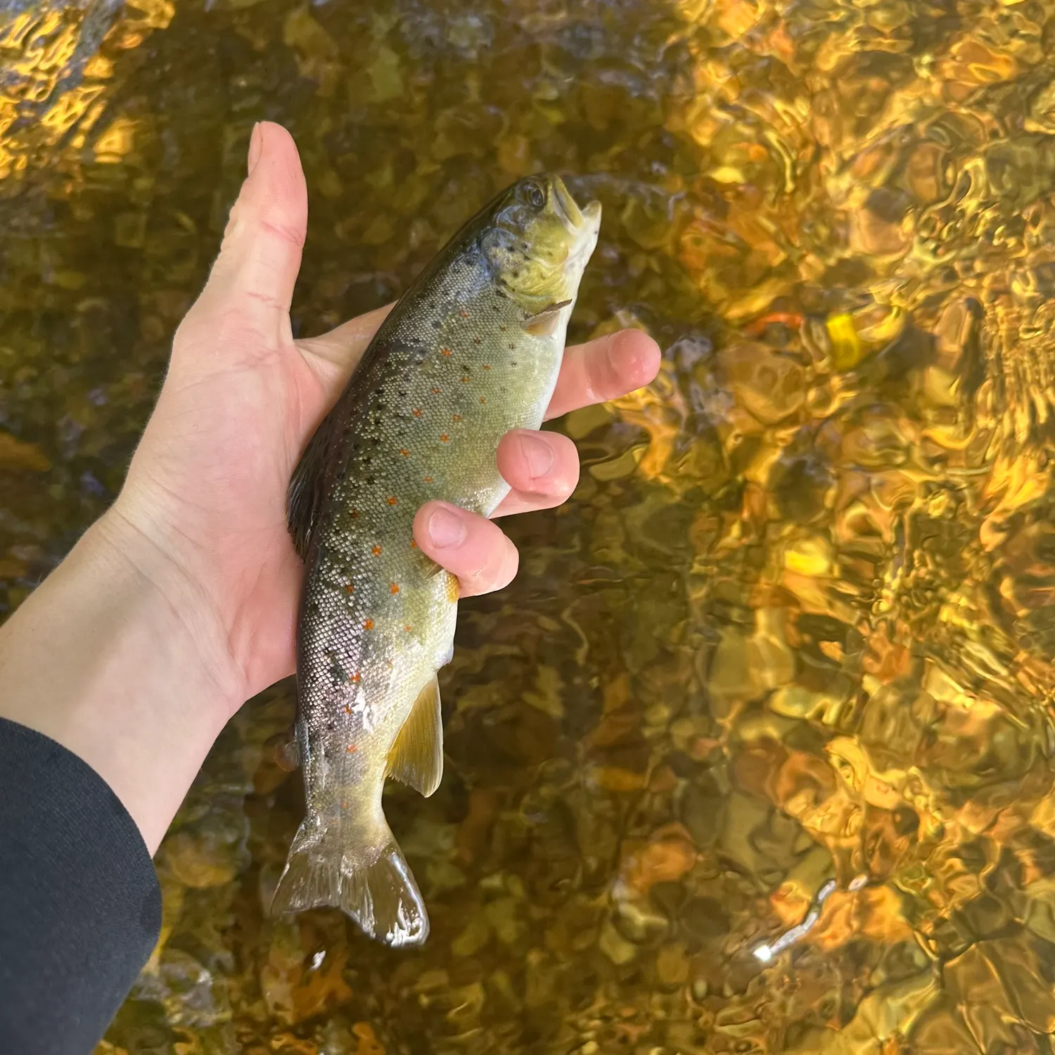 Brown trout caught on Fishbrain