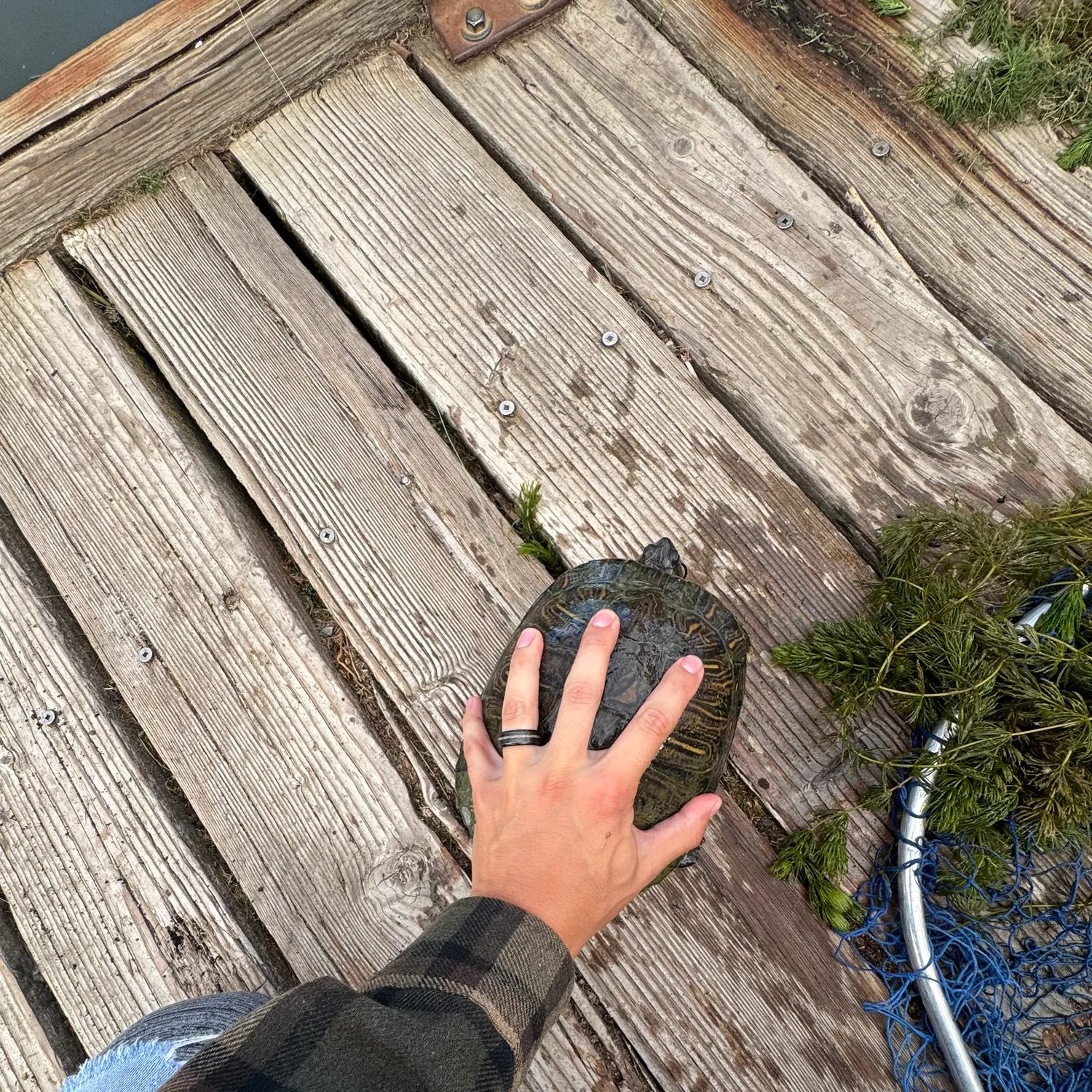 Fish caught on Fishbrain