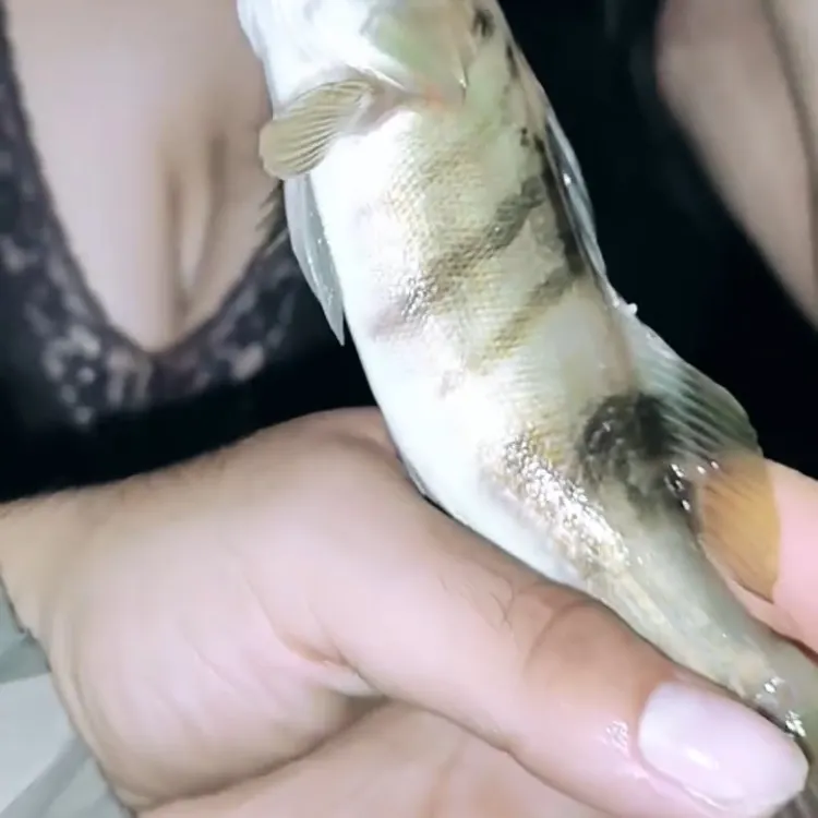 Barred sand bass caught on Fishbrain