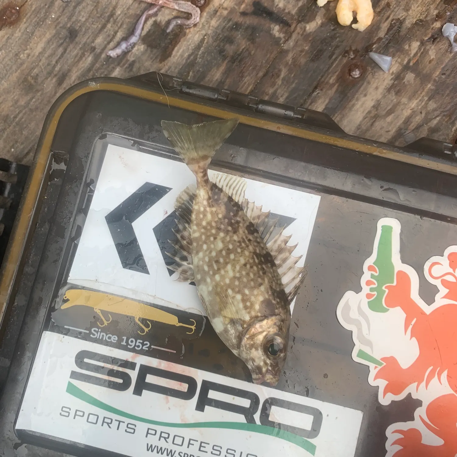 The most recent Marbled Spinefoot catches on Fishbrain