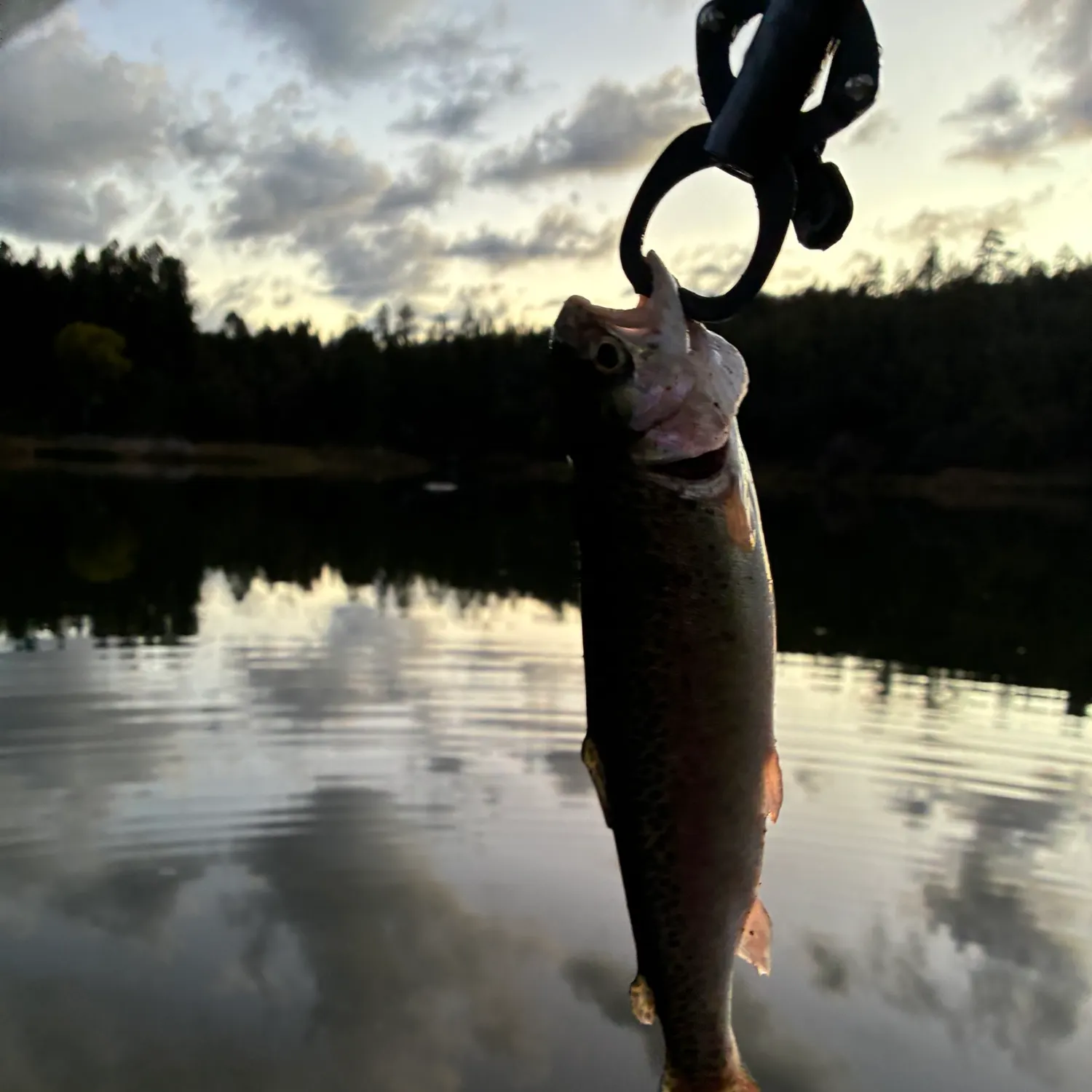 Rainbow trout caught on Fishbrain
