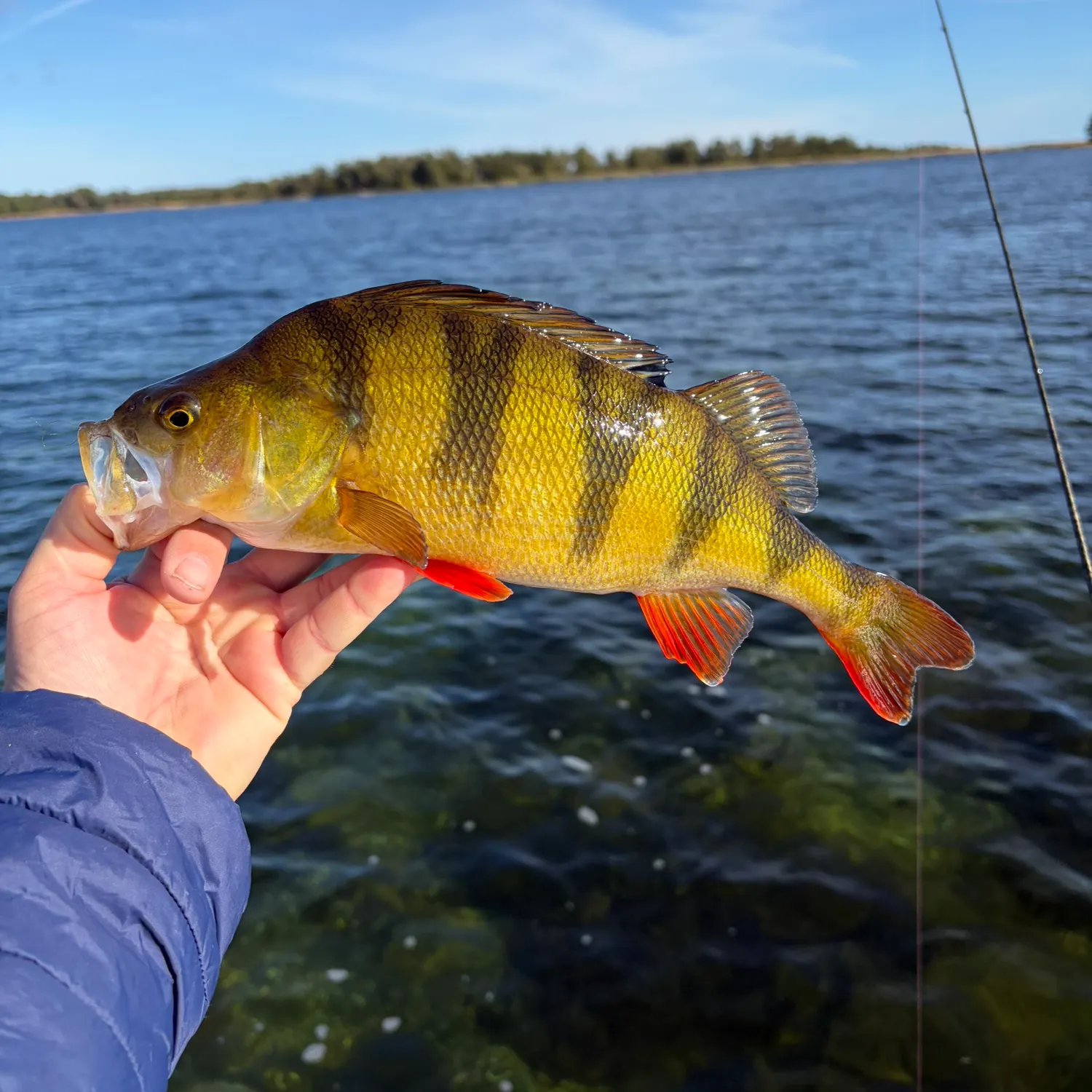 European perch caught on Fishbrain