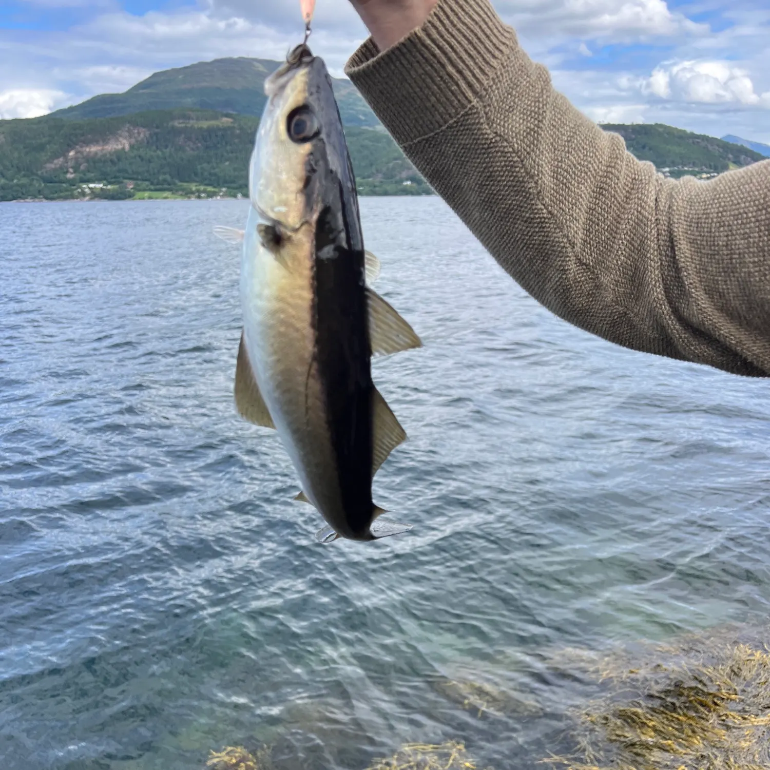 Pollack caught on Fishbrain