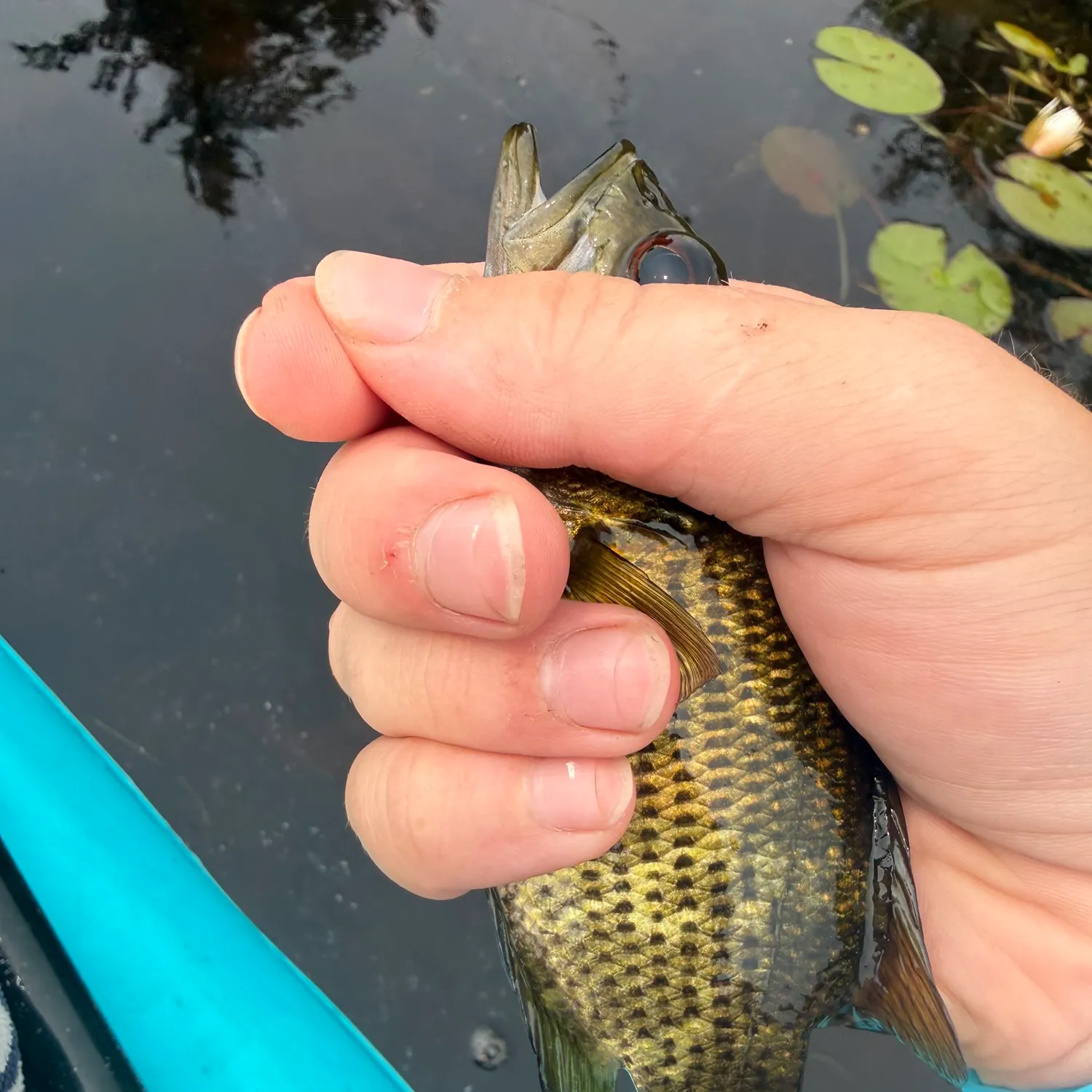 Rock bass caught on Fishbrain