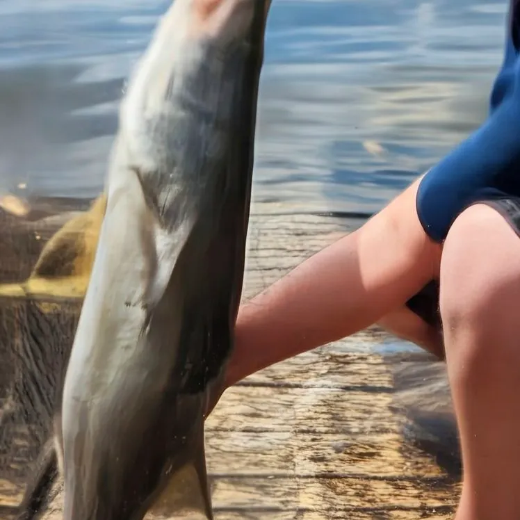 The most recent Common snook catches on Fishbrain