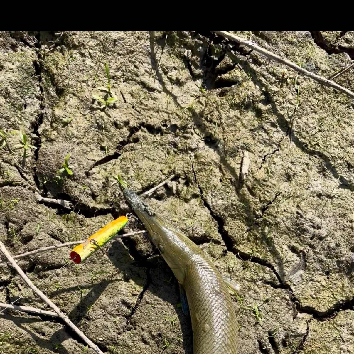 Alligator gar caught on Fishbrain