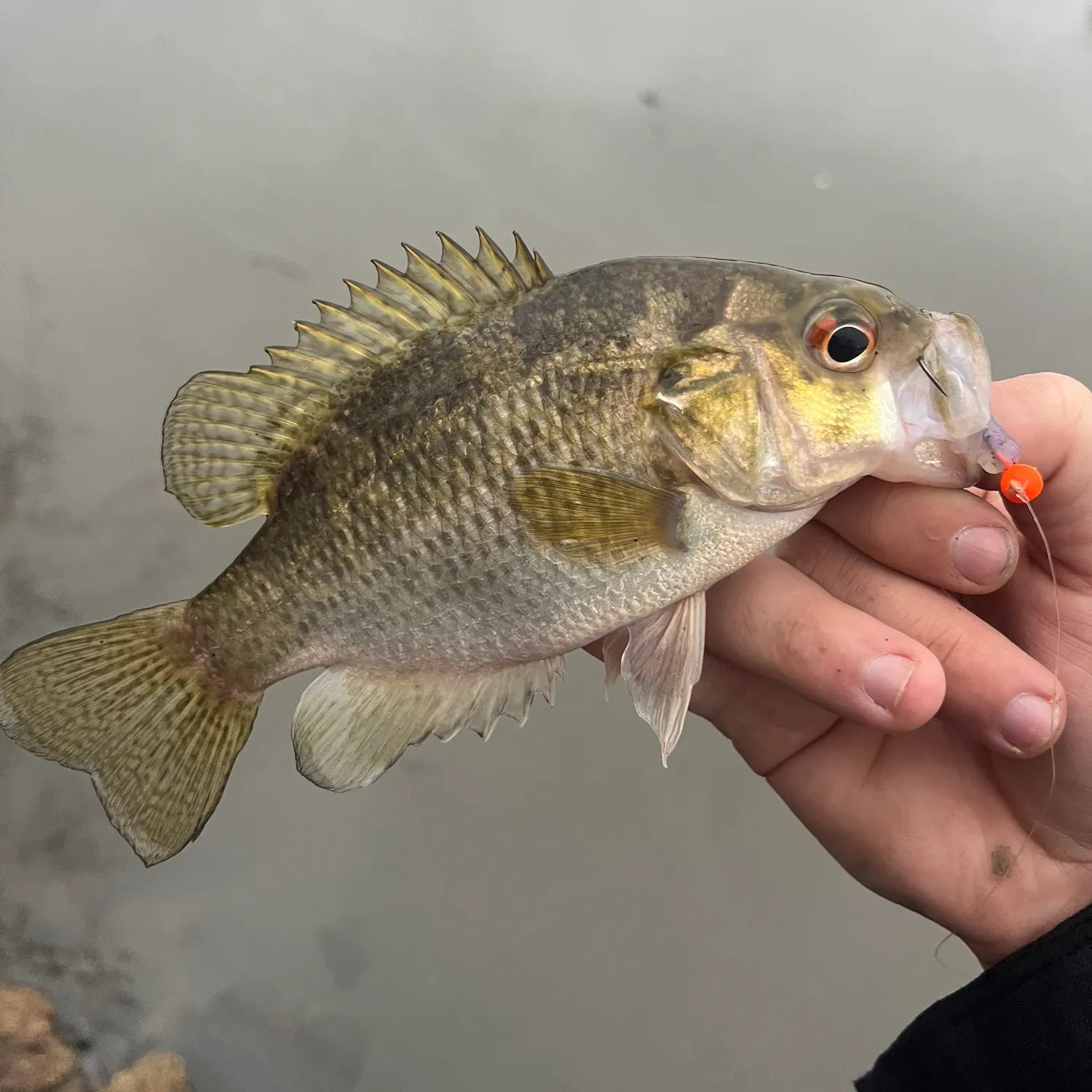 The most recent Rock bass catches on Fishbrain