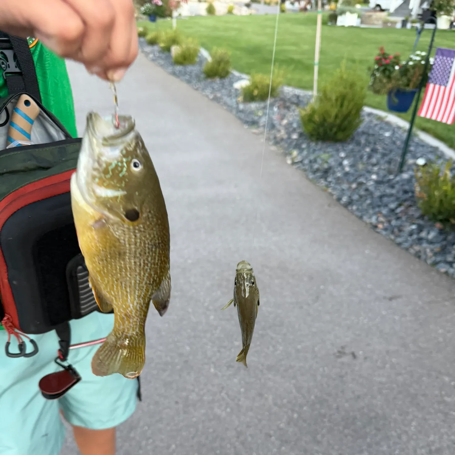 Green sunfish caught on Fishbrain