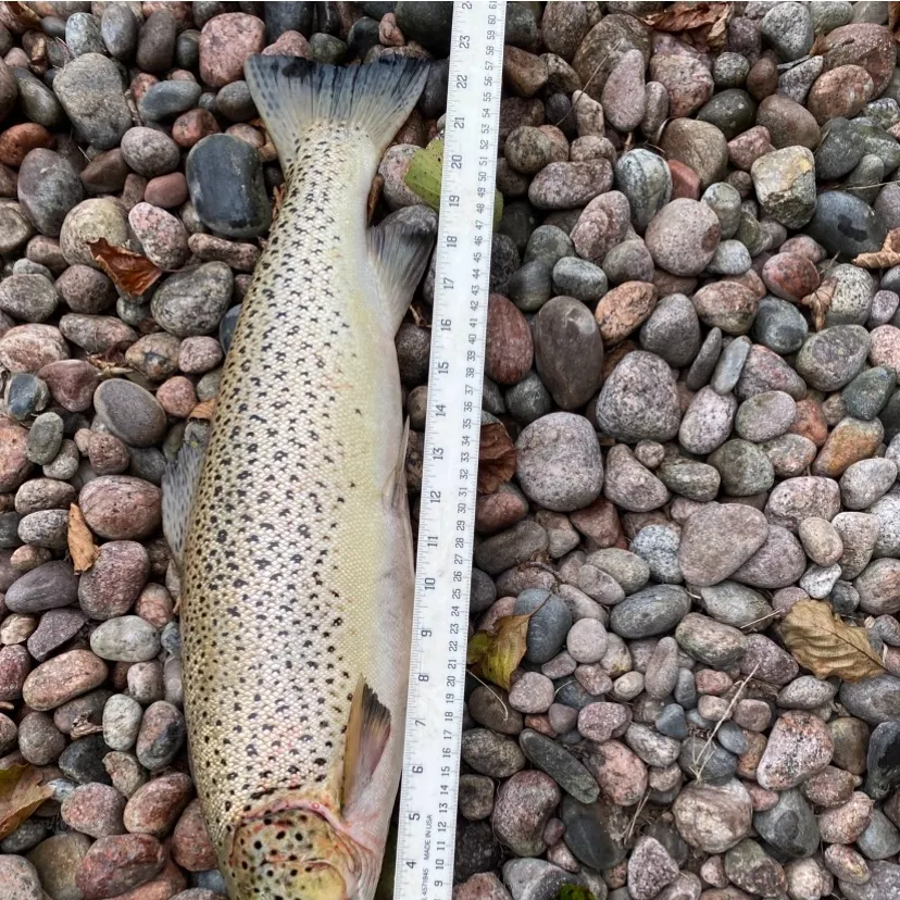 Sea trout caught on Fishbrain