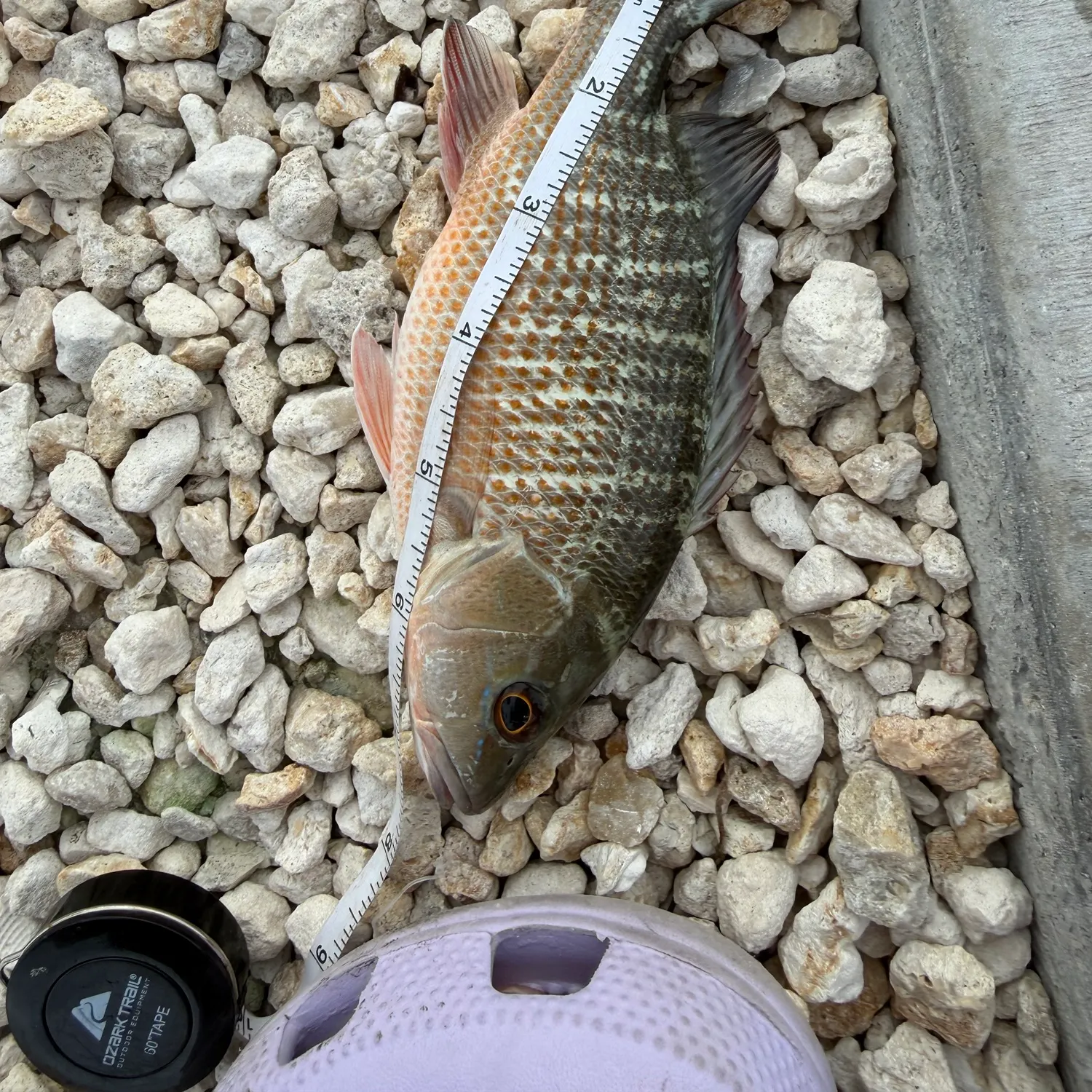 Mangrove snapper caught on Fishbrain