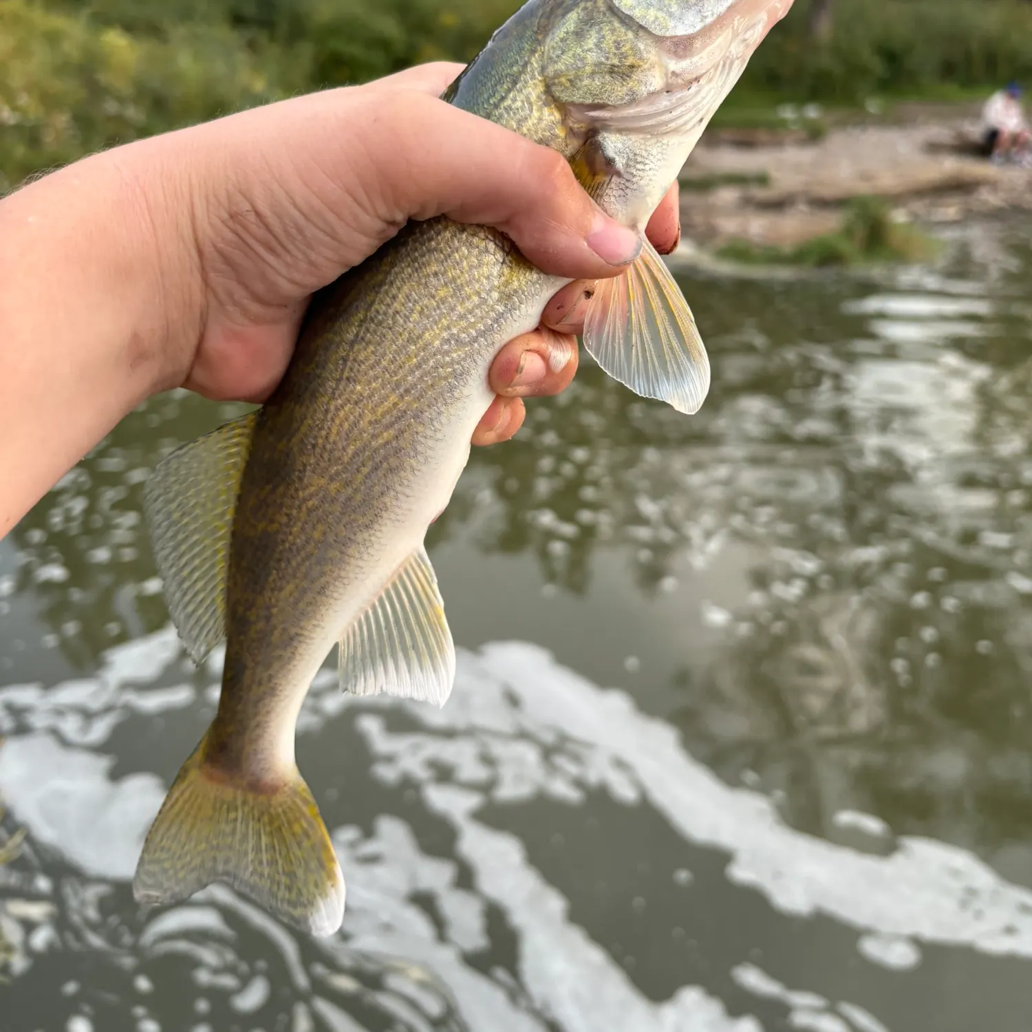 Walleye caught on Fishbrain