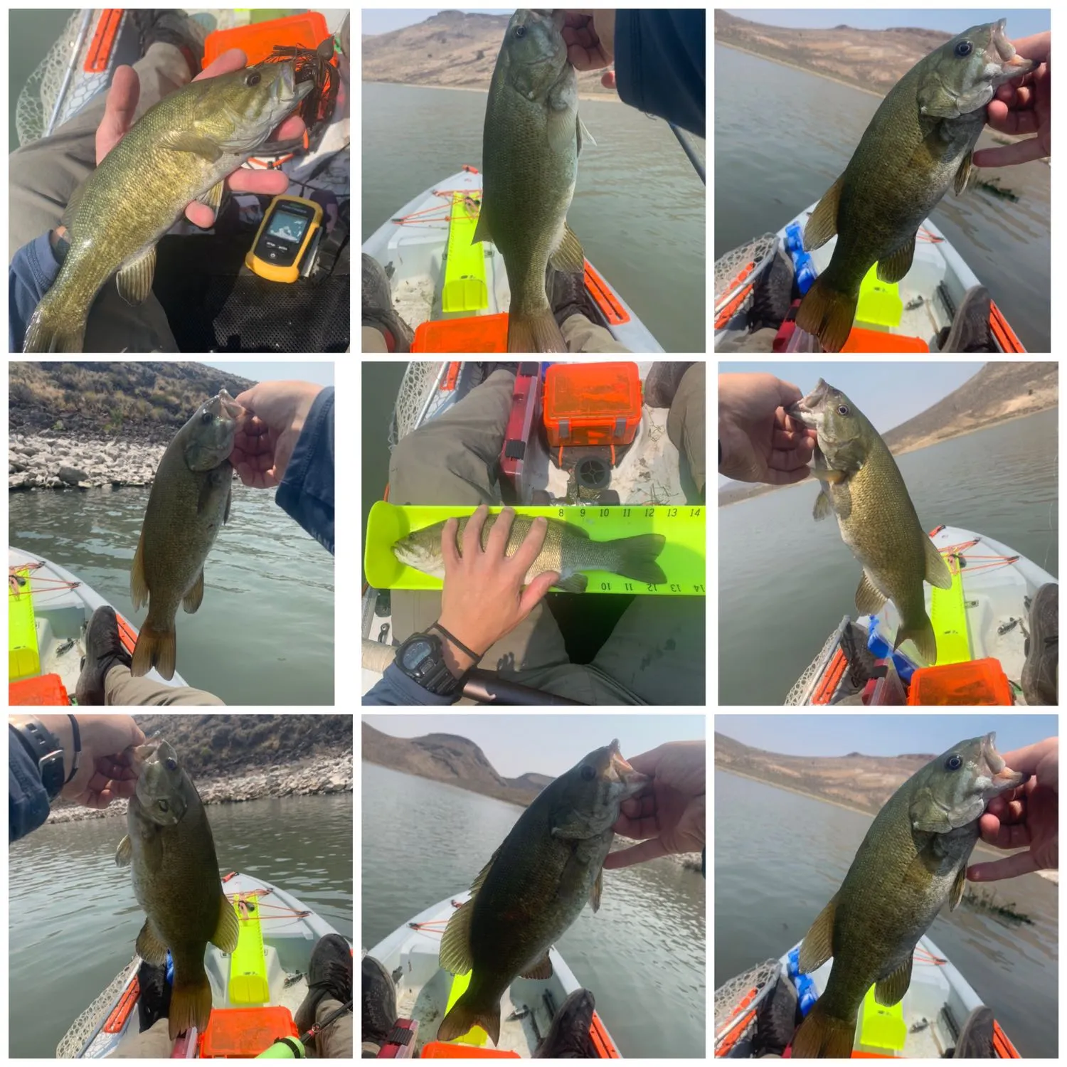 recently logged catches