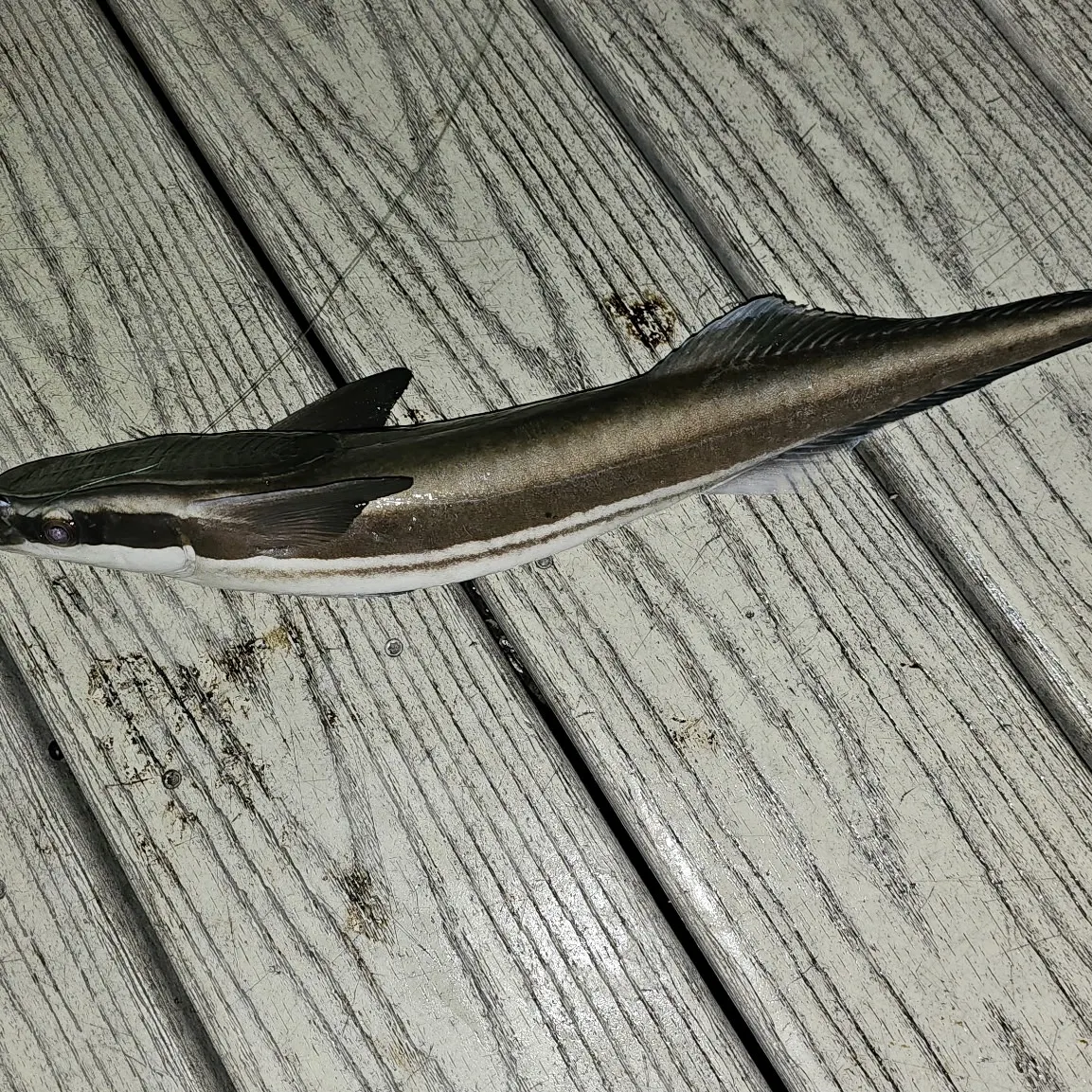 Common remora caught on Fishbrain