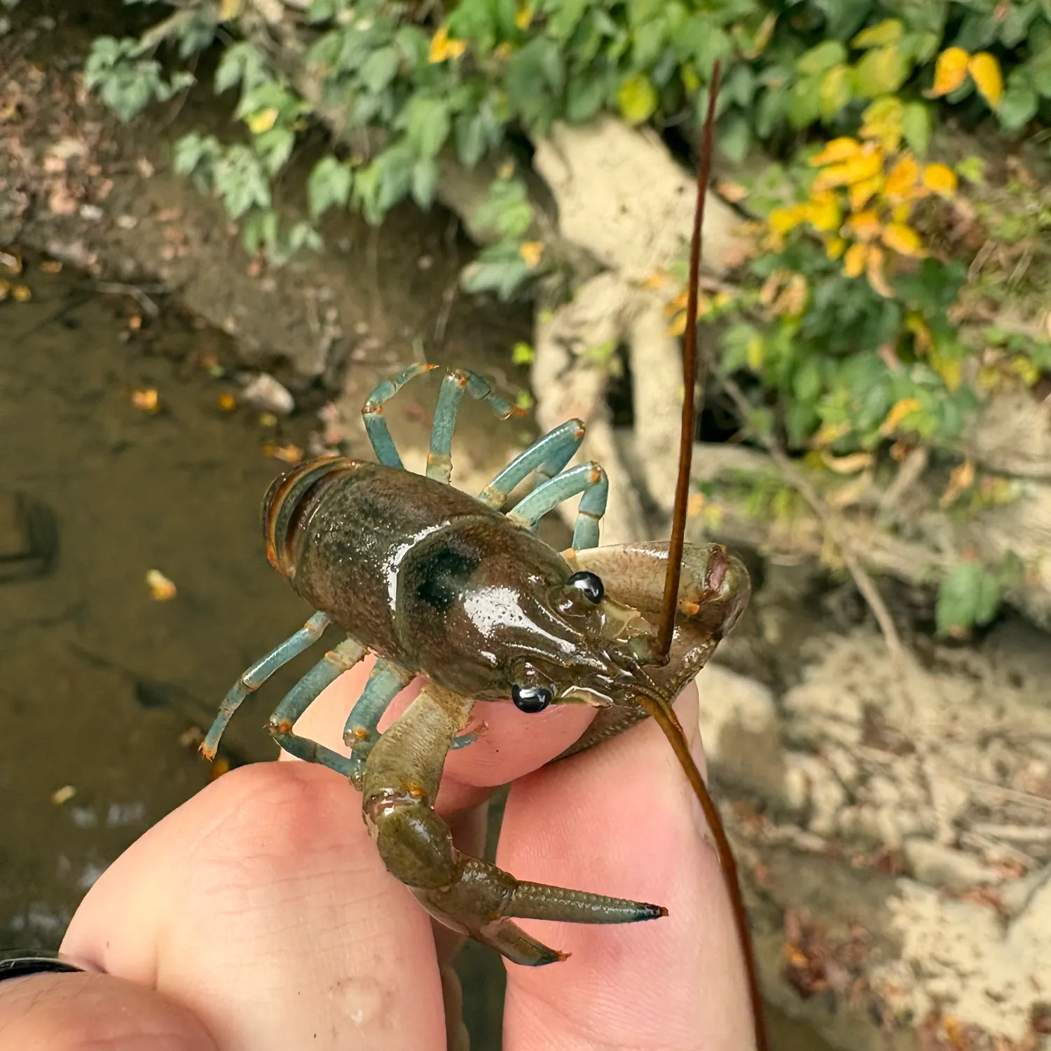 Appalachian brook crayfish caught on Fishbrain