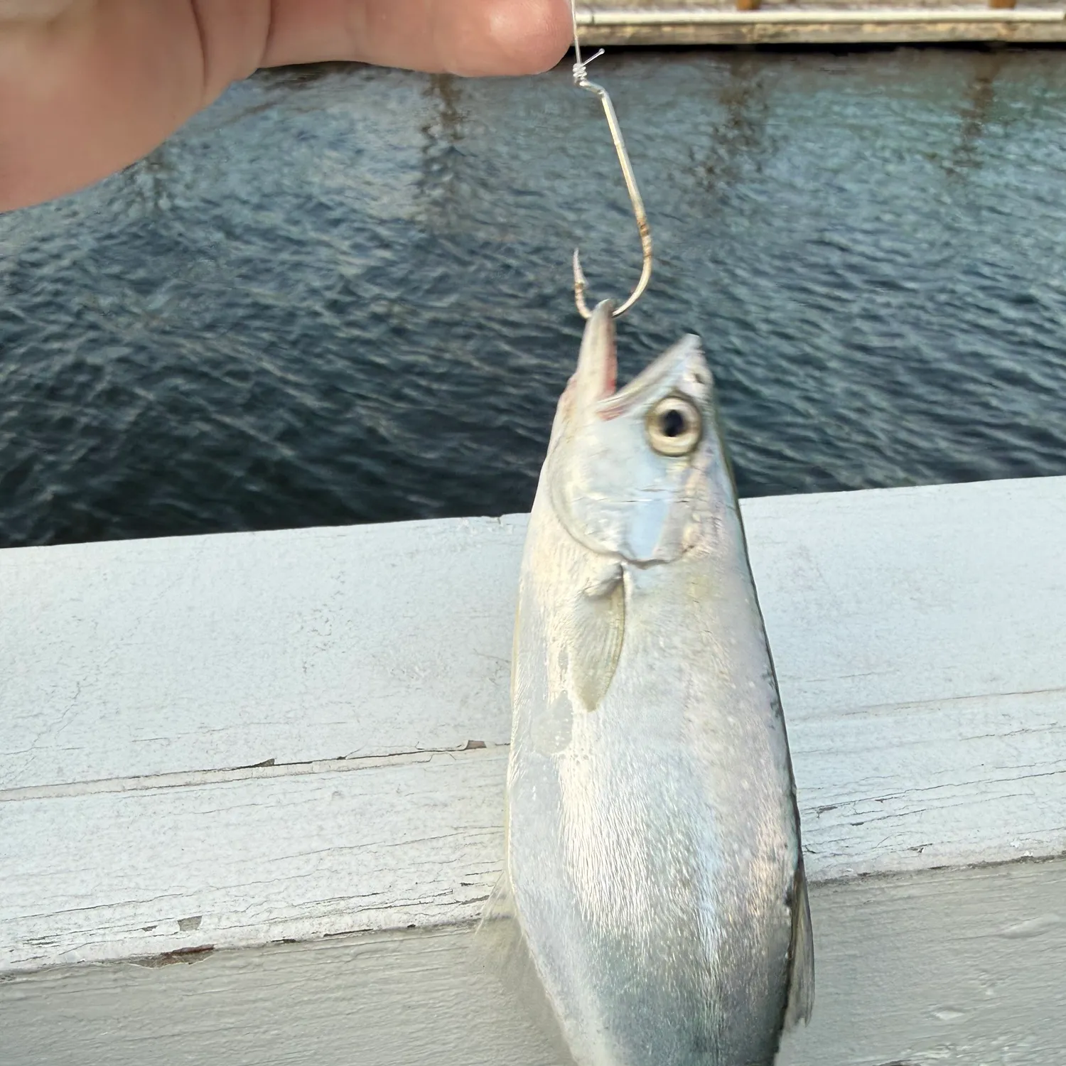 The most recent Leatherjack catches on Fishbrain