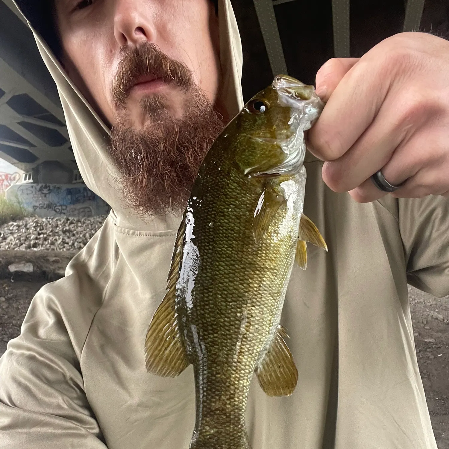 Smallmouth bass caught on Fishbrain